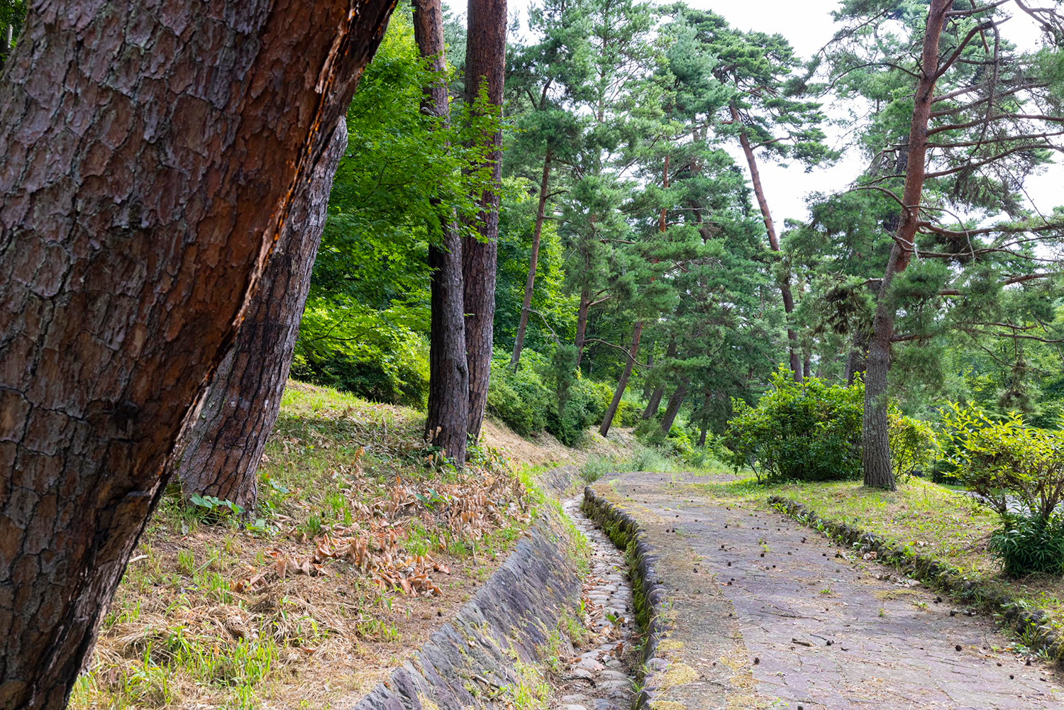 江戸時代から続く松並木(笠取峠) 白樺高原 FILM COMMISSION